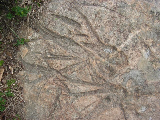 Fossili da determinare... appunto